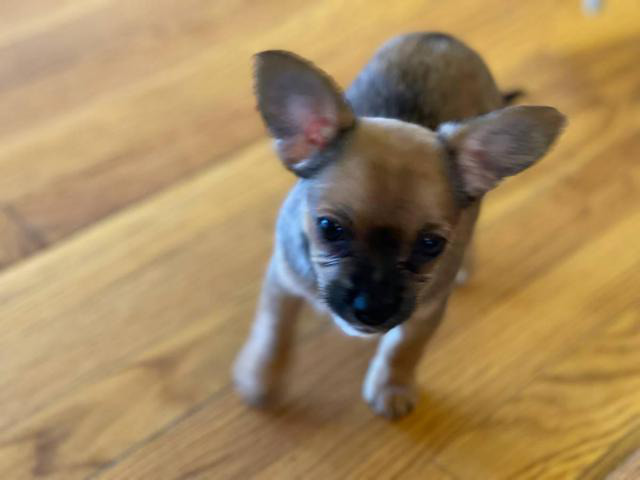 miniature chihuahuas near me