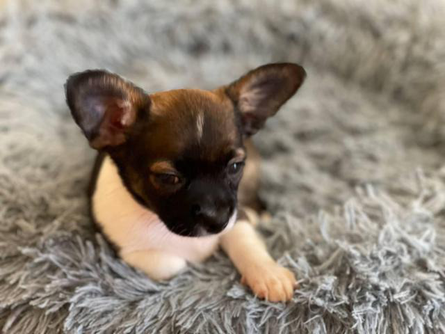 miniature chihuahuas for sale near me