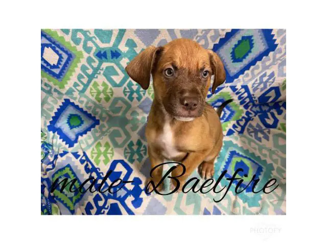 4 male 2 female Catahoula pit mix puppies