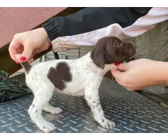 8 German shorthair pointer puppies available