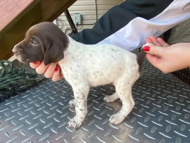 8 German shorthair pointer puppies available - 2/10