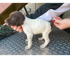 8 German shorthair pointer puppies available - 2