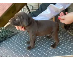 8 German shorthair pointer puppies available - 3