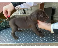 8 German shorthair pointer puppies available - 4