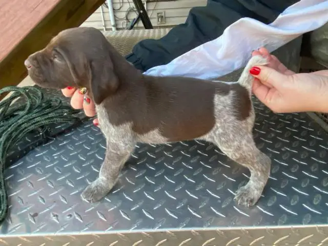8 German shorthair pointer puppies available - 5/10