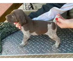 8 German shorthair pointer puppies available - 5