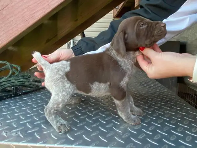 8 German shorthair pointer puppies available - 6/10