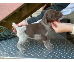 8 German shorthair pointer puppies available - 6