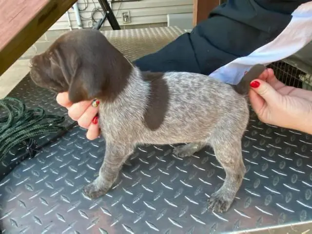 8 German shorthair pointer puppies available - 7/10