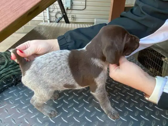 8 German shorthair pointer puppies available - 8/10