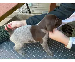 8 German shorthair pointer puppies available - 8
