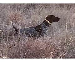 8 German shorthair pointer puppies available - 9
