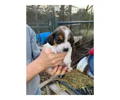 4 AKC registered beagle puppies for sale