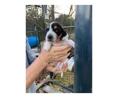 4 AKC registered beagle puppies for sale - 2