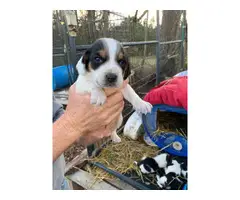 4 AKC registered beagle puppies for sale - 3