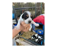 4 AKC registered beagle puppies for sale - 4