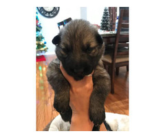 German Shepherd Dog Puppy For Sale By Ownerminnesota Puppies For Sale Near Me