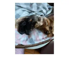 2 AKC Yorkie puppies for sale - 2