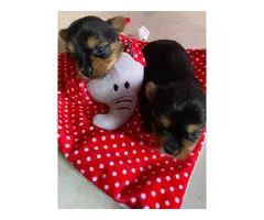 2 AKC Yorkie puppies for sale - 3