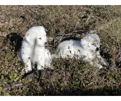 Purebred Great Pyrenees Puppies - 3