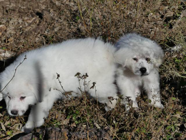 Purebred Great Pyrenees Puppies in Austin, Texas - Puppies ...