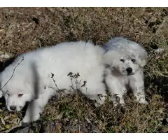 Purebred Great Pyrenees Puppies - 4