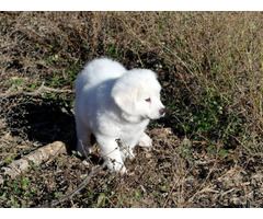 puppies pyrenees purebred