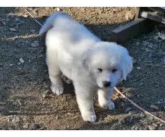 Purebred Great Pyrenees Puppies - 7
