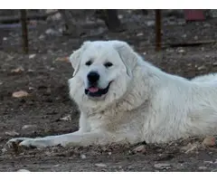 Purebred Great Pyrenees Puppies - 9