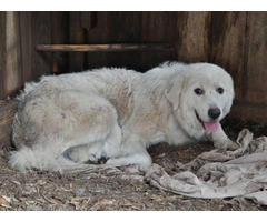 puppies pyrenees purebred austin texas