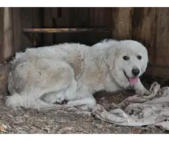 Purebred Great Pyrenees Puppies - 10