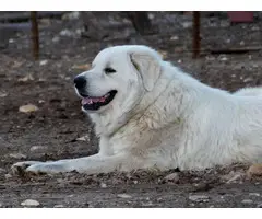 Purebred Great Pyrenees Puppies - 11