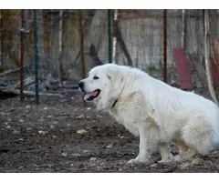 Purebred Great Pyrenees Puppies - 12