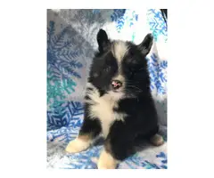 8 weeks old Purebred Pomeranian for sale - 2
