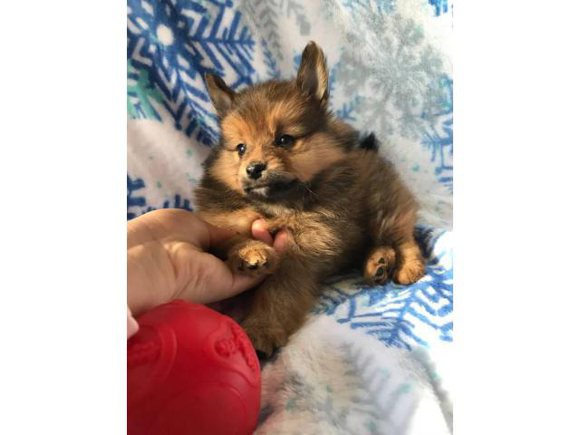 8 weeks old Purebred Pomeranian for sale Jacksonville