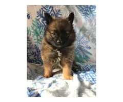 8 weeks old Purebred Pomeranian for sale - 5