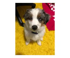 Miniature Aussie puppy for sale - 5