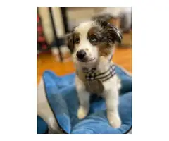 Miniature Aussie puppy for sale - 6