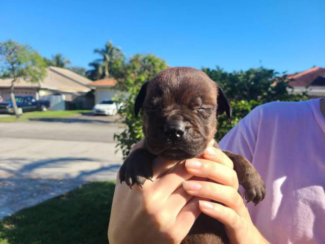 3 AKC Bullmastiff puppies for Sale in Miami, Florida - Puppies for Sale Near Me