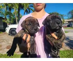 3 AKC Bullmastiff puppies for Sale