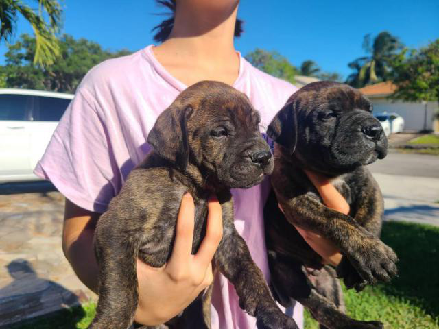 3 AKC Bullmastiff puppies for Sale in Miami, Florida ...