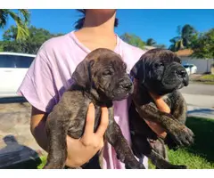 3 AKC Bullmastiff puppies for Sale