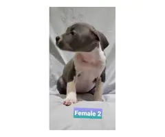 Bluenose female pitbull puppies for sale - 3
