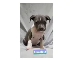 Bluenose female pitbull puppies for sale - 4