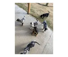 7 Catahoula leopard puppies available - 2