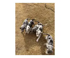 7 Catahoula leopard puppies available - 3