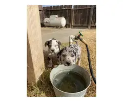 7 Catahoula leopard puppies available - 4