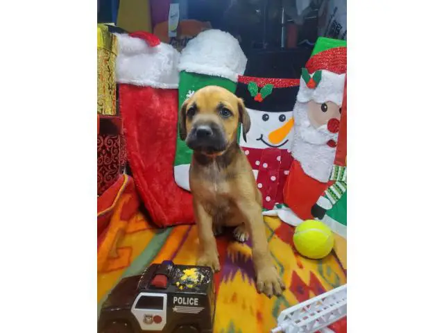 Daniff puppies for adoption - 1/13
