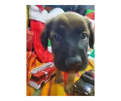 Daniff puppies for adoption
