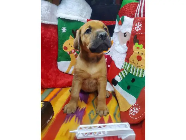Daniff puppies for adoption - 11/13